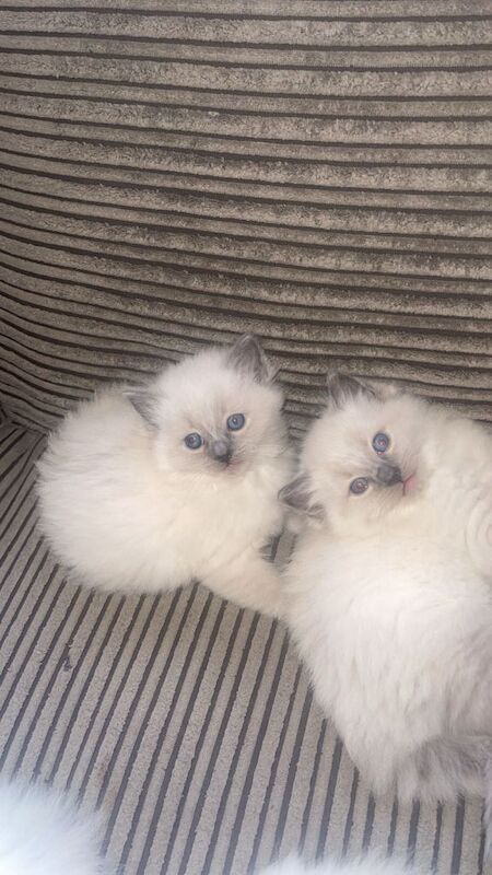 Ragdoll kittens ready to leave now ‼️ - Image 5 of 5