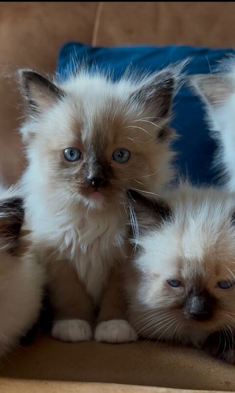 Ragdoll kittens for sale in Banff, Banffshire – 6 weeks old