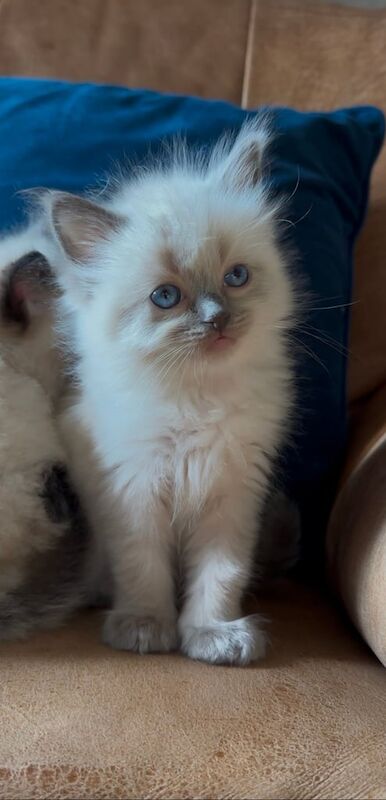 Ragdoll Kittens Stunning Quality - Image 2 of 3