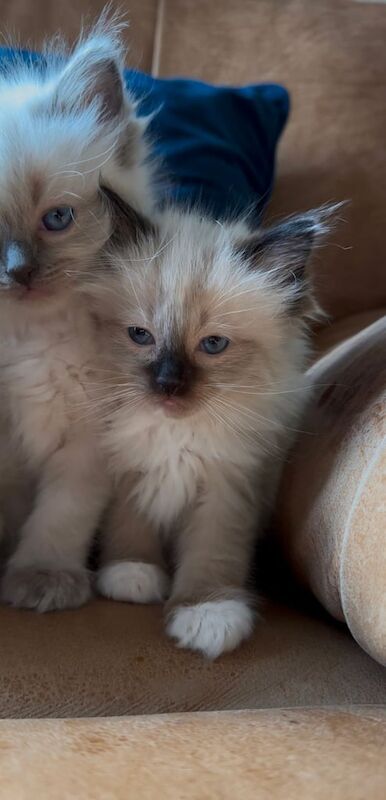 Ragdoll Kittens Stunning Quality - Image 3 of 3