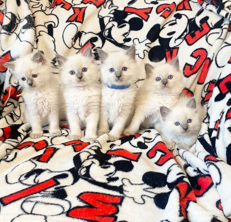 Ragdoll kittens Text Only