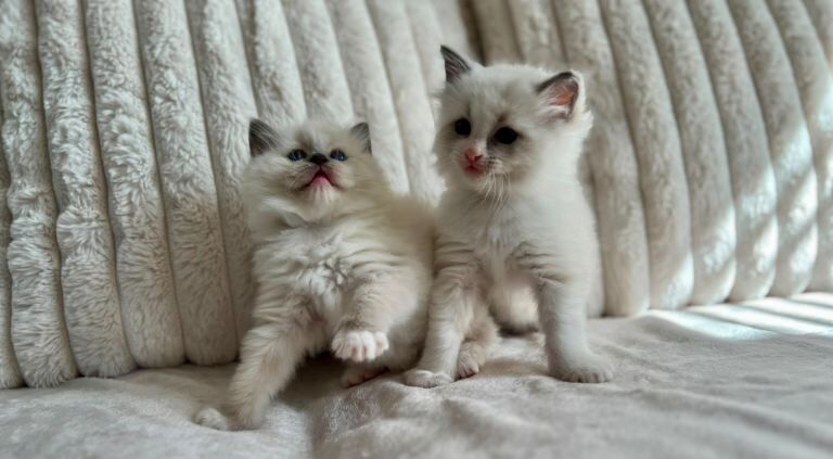 Ragdoll Kittens Tica registered