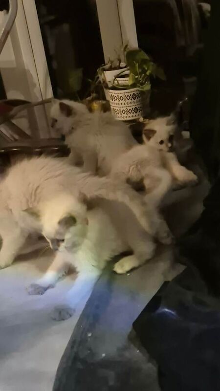 Ragdoll kittens very cute - Image 2 of 5