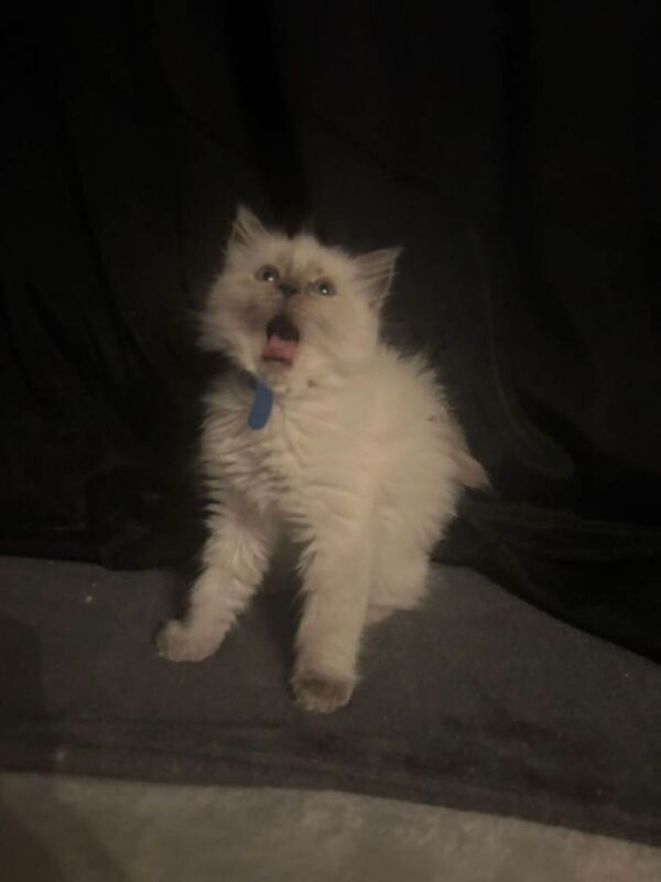 Ragdoll kittens very cute - Image 3 of 5