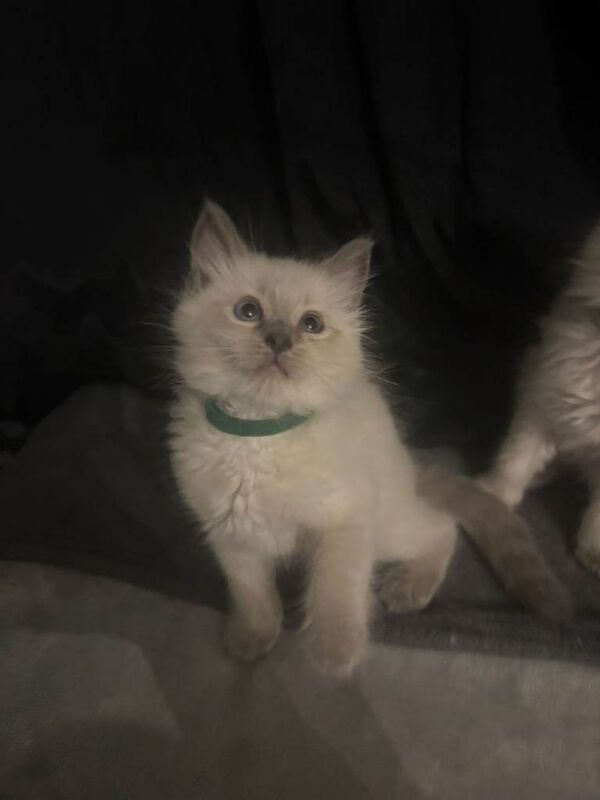 Ragdoll kittens very cute - Image 4 of 5