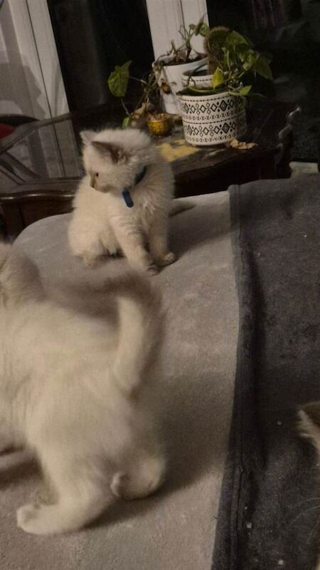 Ragdoll kittens very cute - Image 5 of 5