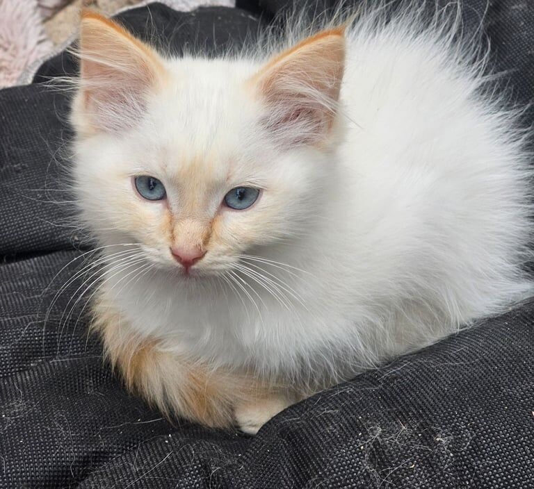Ragdoll kittens for sale in Newton Abbot, Devon – 11 weeks old