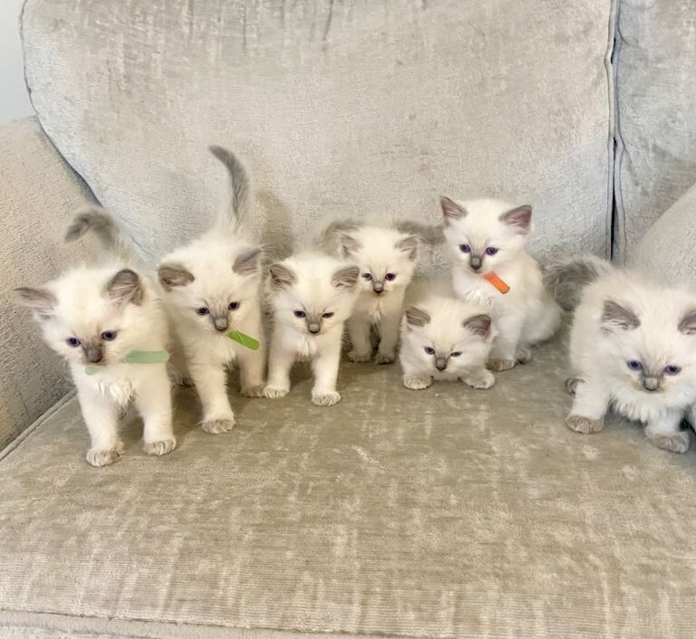 Ragdoll kittens viewings welcome