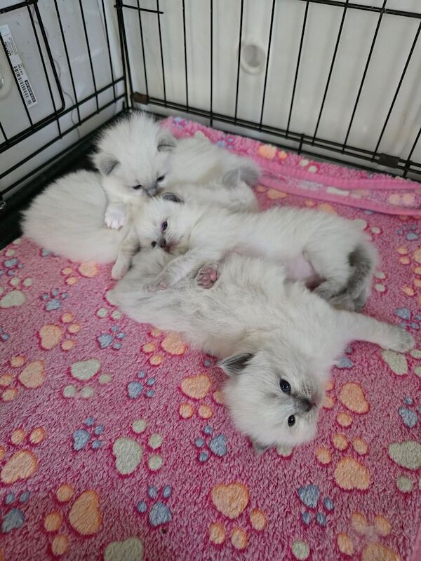 Ragdoll kittens x4 ready 25/6/25 for sale in Sandwell, West Midlands