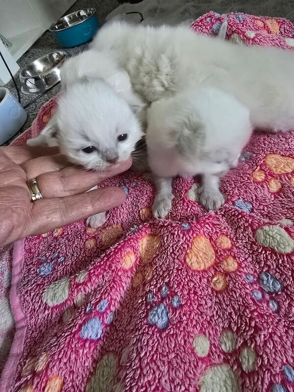 Ragdoll kittens x4 ready 25/6/25 for sale in Sandwell, West Midlands | Image 2