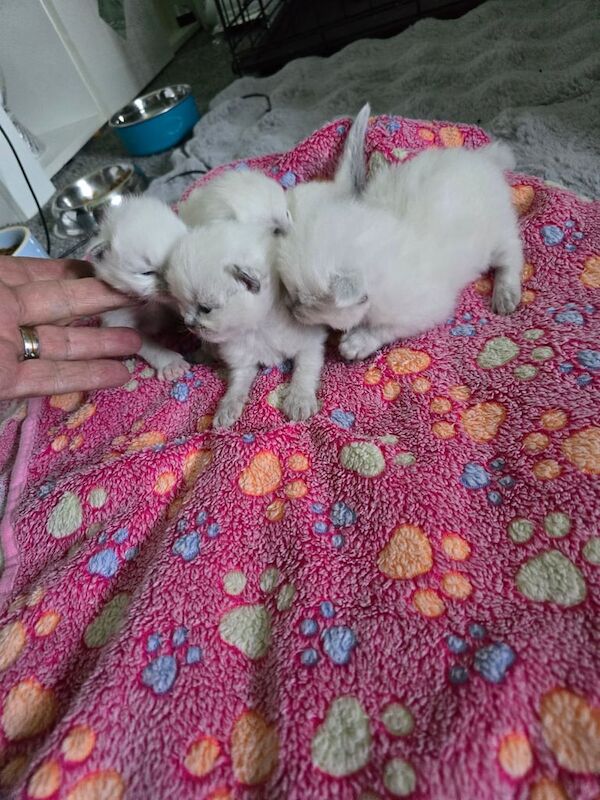 Ragdoll kittens x4 ready 25/6/25 for sale in Sandwell, West Midlands | Image 3
