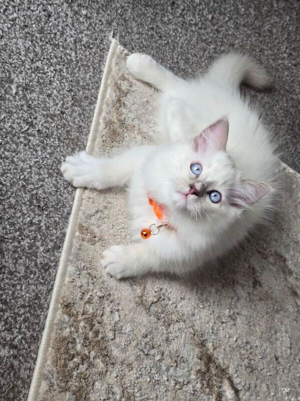 Ragdoll lilac boy ready now - Image 2 of 4