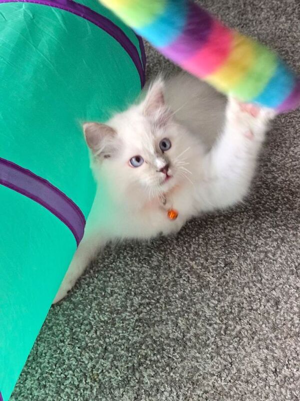 Ragdoll lilac boy ready now - Image 3 of 4