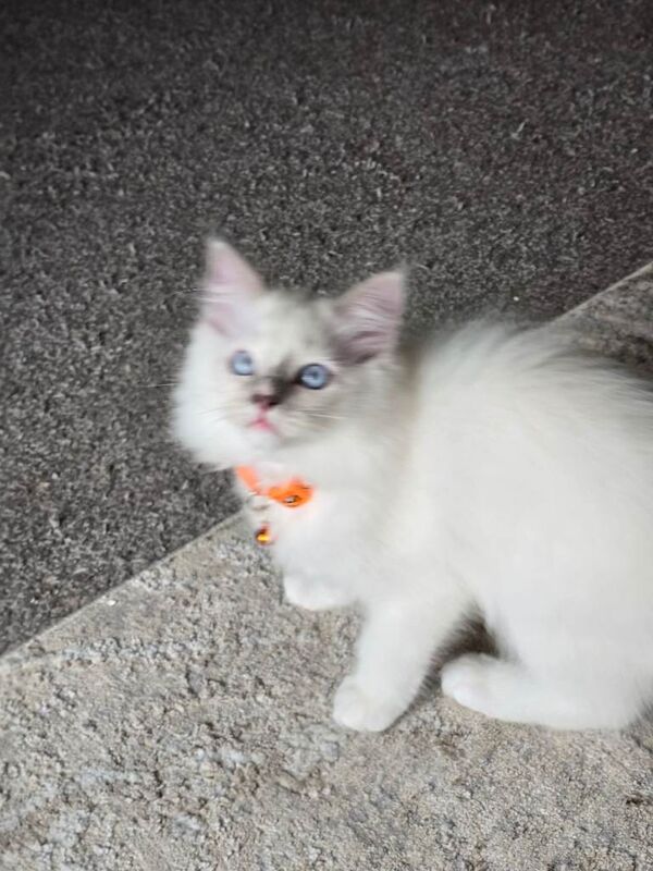 Ragdoll lilac boy ready now - Image 4 of 4