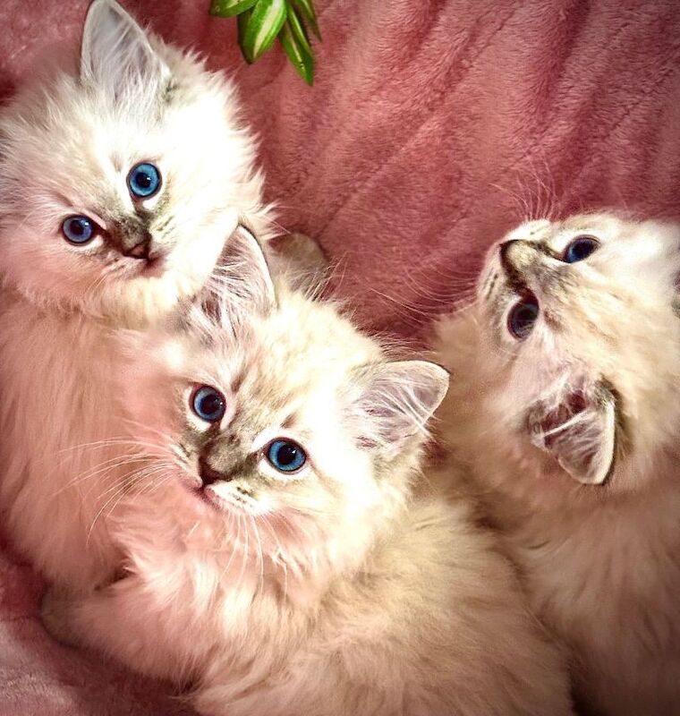 Ragdoll Lynx Point kittens