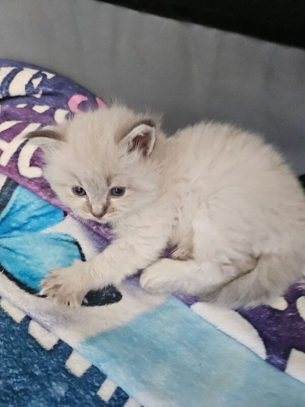 Ragdoll/mainecoon for sale in Huddersfield, West Yorkshire