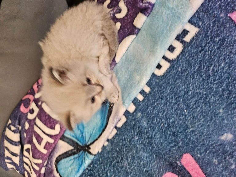 Ragdoll/mainecoon for sale in Huddersfield, West Yorkshire | Image 2