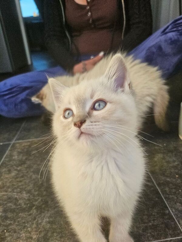 Ragdoll kittens for sale in Huddersfield, West Yorkshire – 9 weeks old