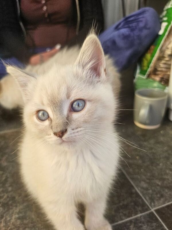 Ragdoll kittens for sale in Huddersfield, West Yorkshire – 9 weeks old - Image 2 of 3