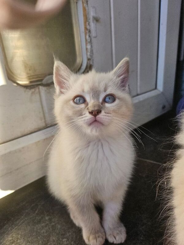 Ragdoll kittens for sale in Huddersfield, West Yorkshire – 9 weeks old - Image 3 of 3