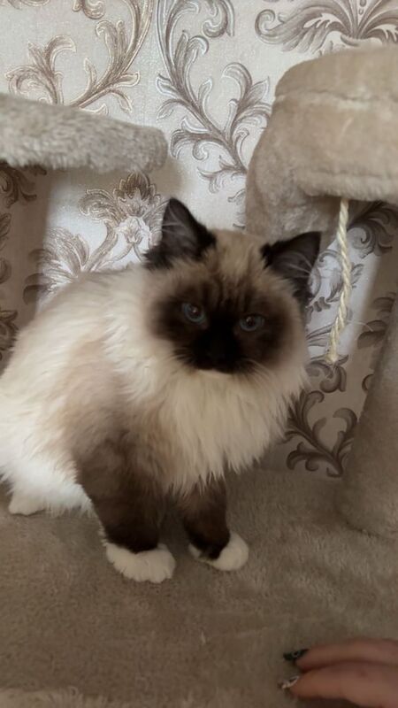 Ragdoll male 10 month old cat for sale in Moortown, West Yorkshire
