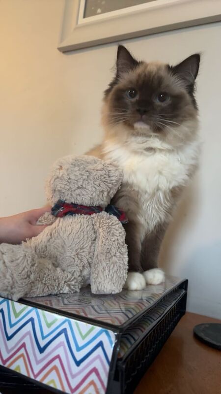 Ragdoll male 10 month old cat for sale in Moortown, West Yorkshire | Image 2