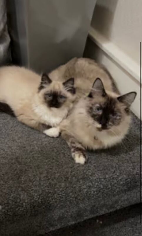 Ragdoll male 10 month old cat for sale in Moortown, West Yorkshire - Image 3