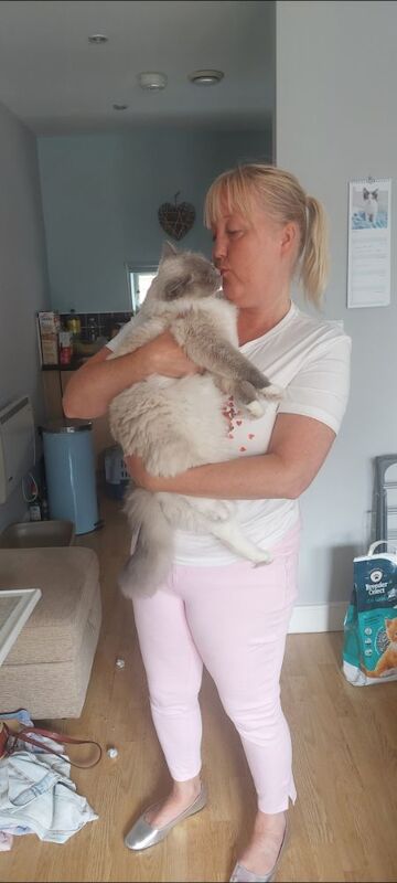 Ragdoll kittens for sale in Leeds, West Yorkshire – 1 year old