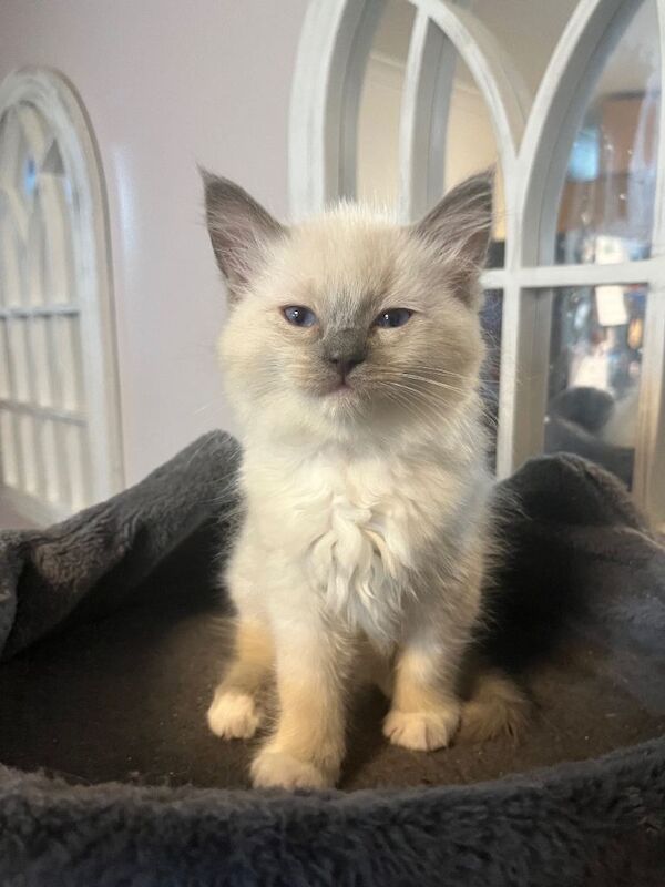 Ragdoll kittens for sale in Perth, Perth and Kinross – 8 weeks old
