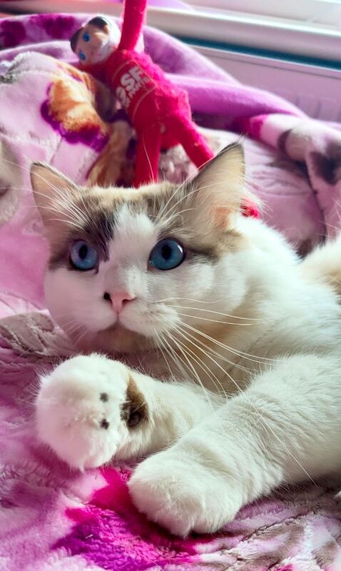 Ragdoll male - Image 12 of 12