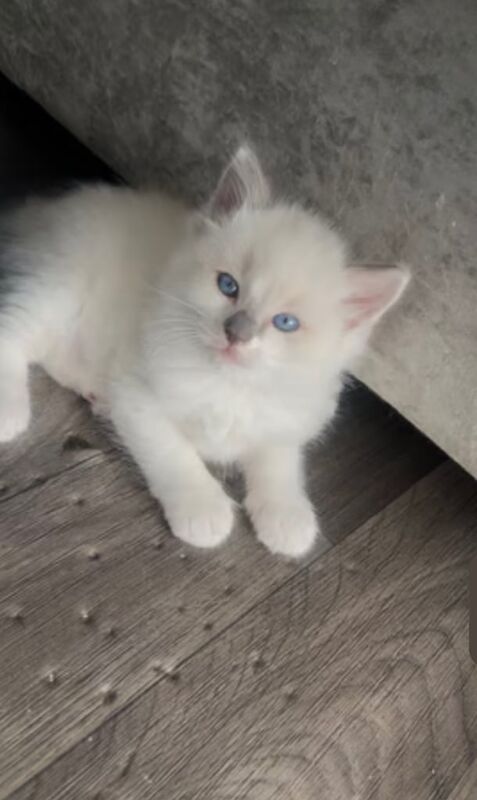 Ragdoll kittens for sale in Oswaldtwistle, Lancashire – 3 months old