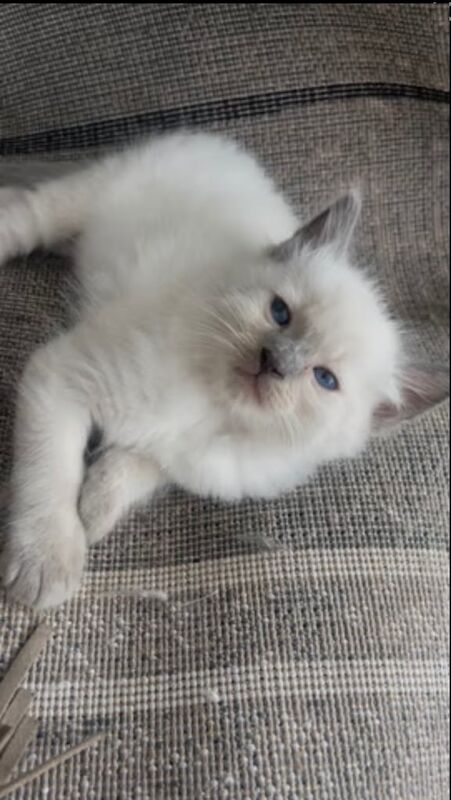 Ragdoll kittens for sale in Oswaldtwistle, Lancashire – 3 months old - Image 2 of 3