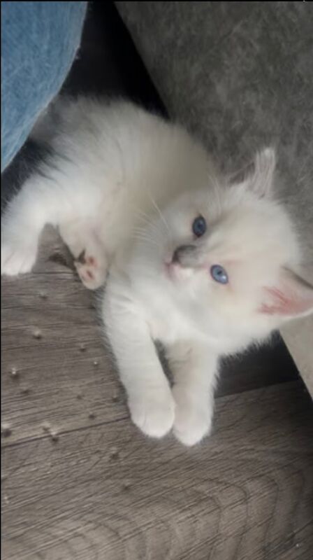 Ragdoll kittens for sale in Oswaldtwistle, Lancashire – 3 months old - Image 3 of 3