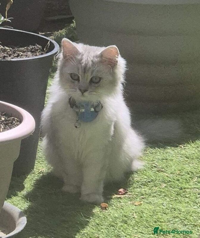 Ragdoll kittens for sale in Stechford, West Midlands – 8 months old