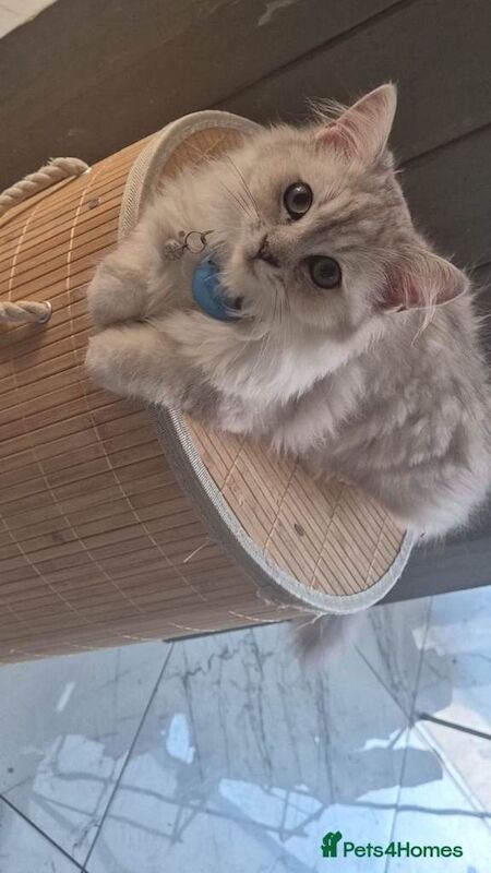 Ragdoll kittens for sale in Stechford, West Midlands – 8 months old - Image 2 of 3