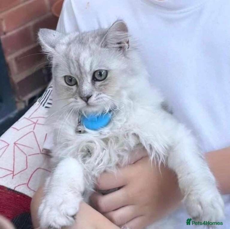 Ragdoll kittens for sale in Stechford, West Midlands – 8 months old - Image 3 of 3