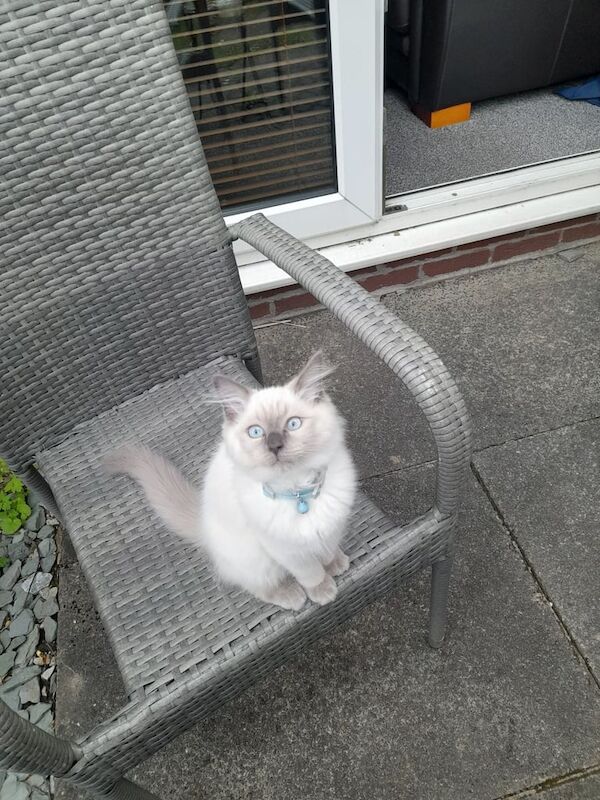 Ragdoll kittens for sale in Rochdale, Greater Manchester – 11 weeks old