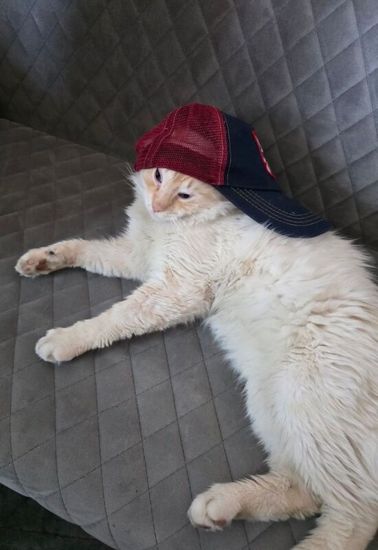 Ragdoll kittens for sale in Salford, Greater Manchester – 3 months old - Image 2 of 3