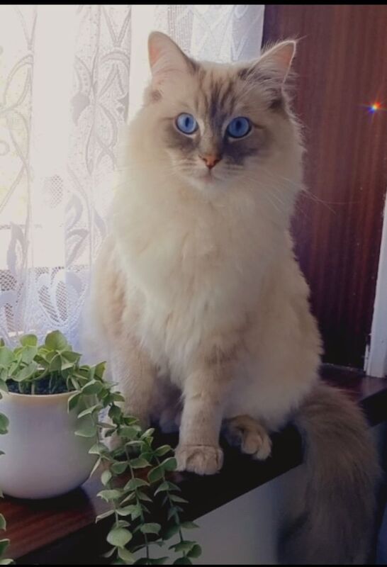 Ragdoll Male cat for sale in Bradford, West Yorkshire
