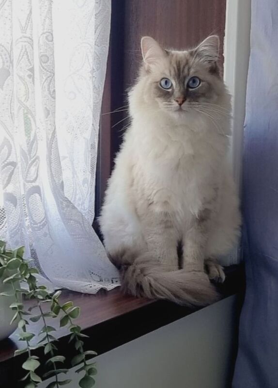 Ragdoll Male cat for sale in Bradford, West Yorkshire | Image 2