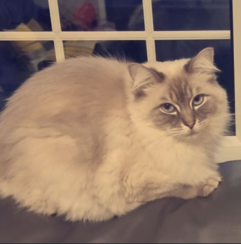Ragdoll Male cat for sale in Bradford, West Yorkshire | Image 3