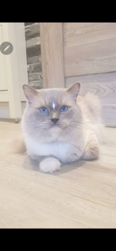 Ragdoll kittens for sale in Seven Sisters, Greater London – 15 years old