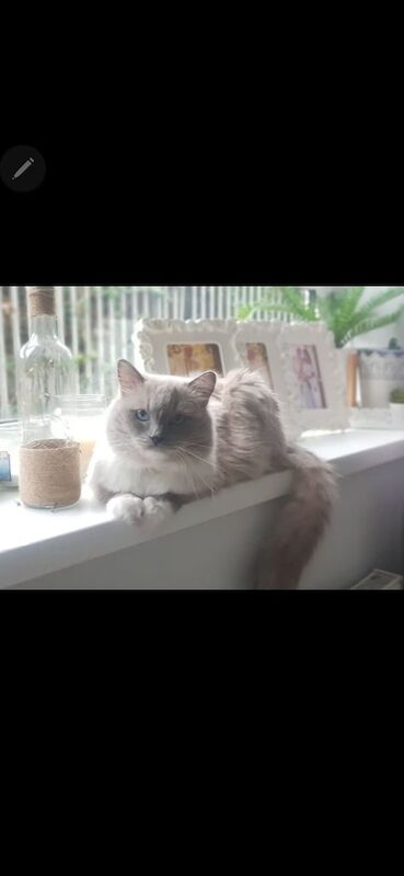 Ragdoll kittens for sale in Seven Sisters, Greater London – 15 years old - Image 2 of 3