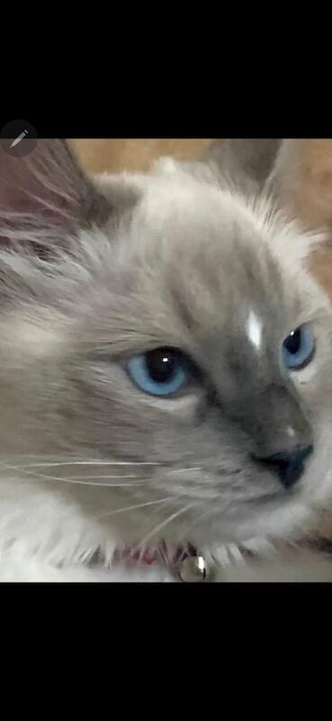 Ragdoll kittens for sale in Seven Sisters, Greater London – 15 years old - Image 3 of 3
