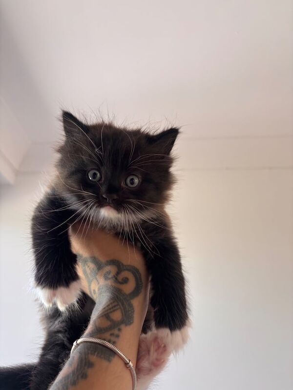 Ragdoll kittens for sale in Knightswood, City of Glasgow β 8 weeks old