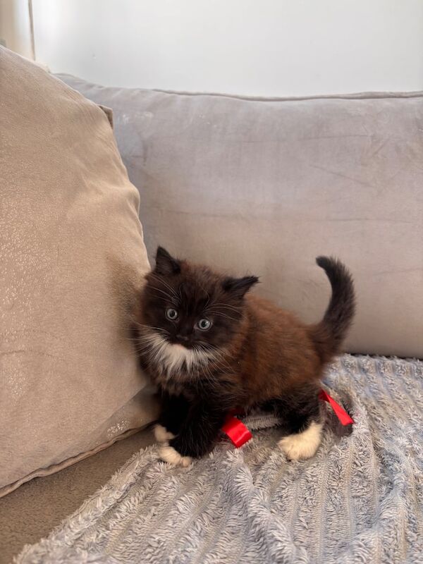 Ragdoll kittens for sale in Knightswood, City of Glasgow – 8 weeks old - Image 2 of 3