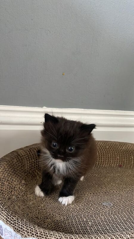 Ragdoll kittens for sale in Knightswood, City of Glasgow – 8 weeks old - Image 3 of 3