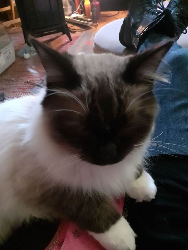 Ragdoll kittens for sale in East End, East Riding of Yorkshire – 9 months old