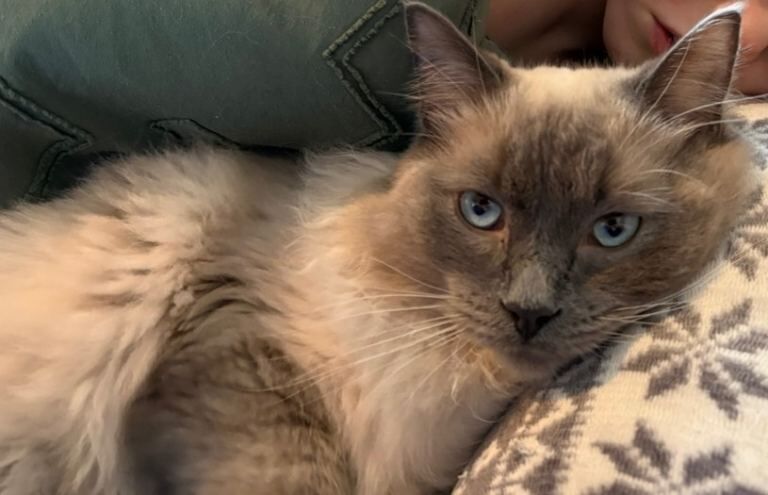 Ragdoll Kittens For Sale Under £300