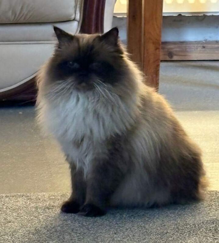 Ragdoll Kittens For Sale